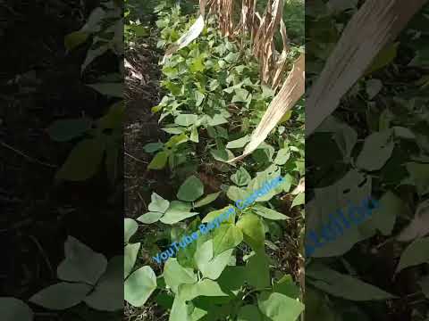 Hermoso follaje de frijol, Dios bendiga del cultivo. Guayucalí, Condega, Estelí, Nicaragua