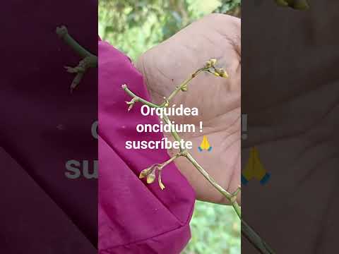 encontré esta oncidium en un árbol rumbo al páramo #quindio #pijao #sígeme #1000subscriber