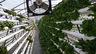 MG3 Farms, Maxton, NC Hydroponic Farm Tour