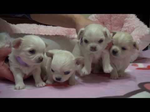Chibianco Litter H 17-02-2017