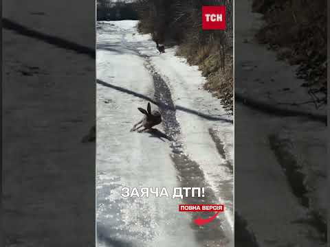 ЗАЙЦІ зібрали МІЛЬЙОНИ переглядів!
