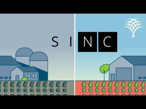SINC Animated Video