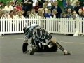 Gladiator Canine Freestyle