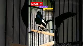 Download lagu MEWAH!!! Kacer 'Jibriel' nembak isian kapas tembak mp3 Download lagu MEWAH!!! Kacer 'Jibriel' nembak isian kapas tembak mp3