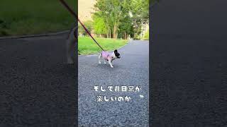 いつもと違うお散歩を楽しむフレブル