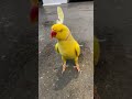 YELLOW RINGNECK TALKING PARROT | cute bird