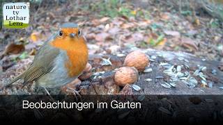 Beobachtungen im Garten