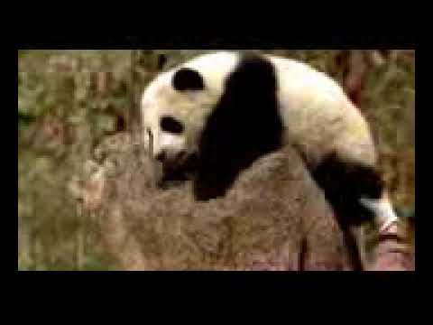 National Geographic Documentary   Rare panda s life   Wildlife Animals