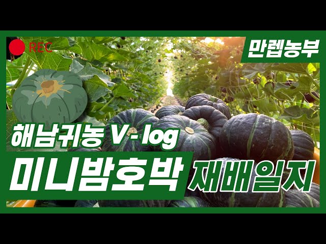 [브이로그 공모전- 해남] 해남귀농V-log 미니밤호박 재배일지