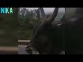 Kaalai Vanthutanda Vanthutanda Kaalai Komban Kaalai Kombuvachasingam Ootytrip Ootykaalai