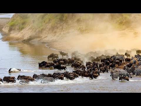 The Great Migration 2024 | Mara River crossing, Maasai Mara, Kenya
