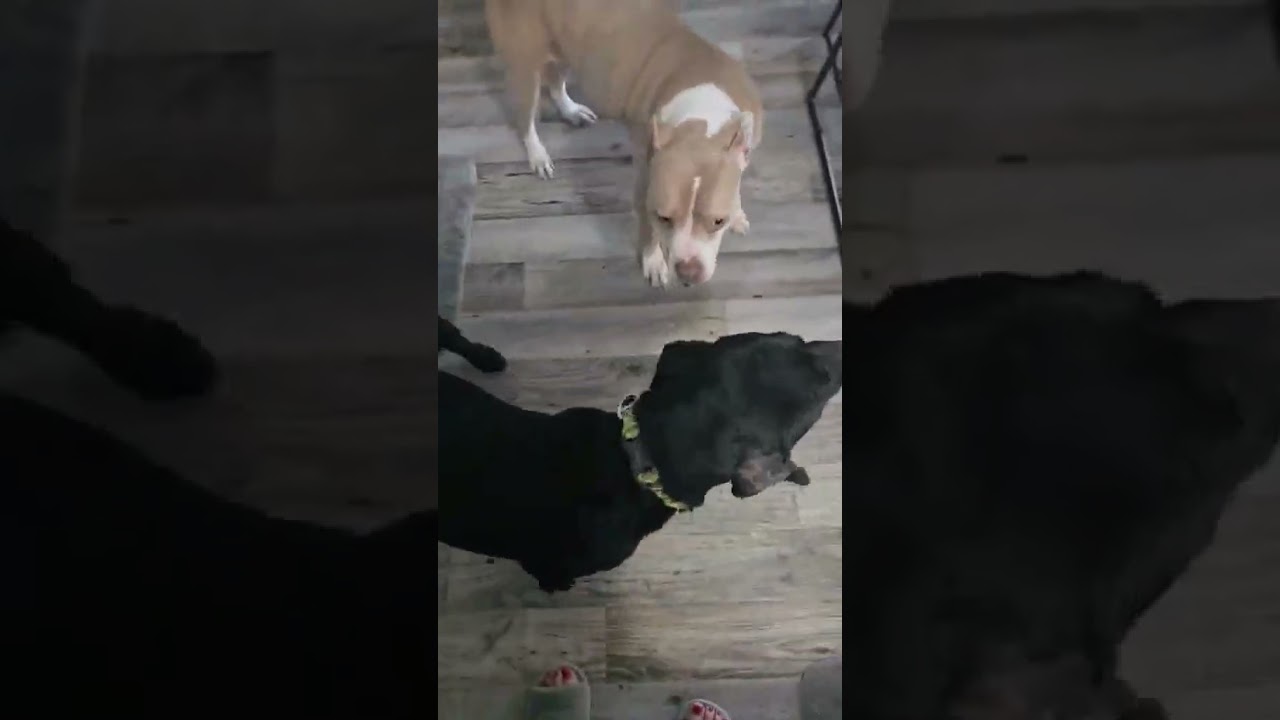 Enlarge Jack #55, a ADOPTABLE Black Labrador Retriever in Killingworth, CT video 6/6