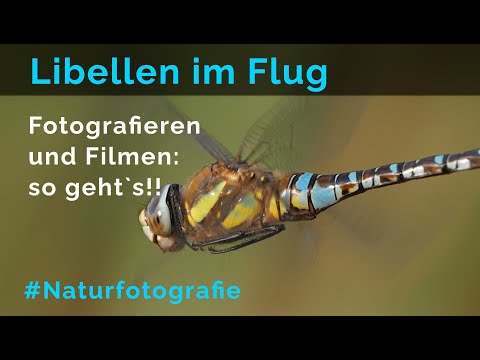 Libellen im Flug filmen oder fotografieren