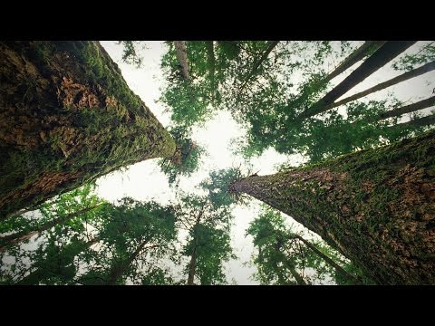 , title : 'How trees talk to each other | Suzanne Simard'