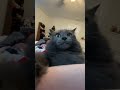 Cat Biting Arm