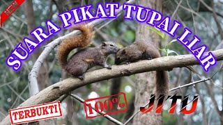 Download lagu TUPAI || SUARA PIKAT TUPAI || SUARA MEMANGGIL TUPAI -@mastengnex mp3 Download lagu TUPAI || SUARA PIKAT TUPAI || SUARA MEMANGGIL TUPAI -@mastengnex mp3