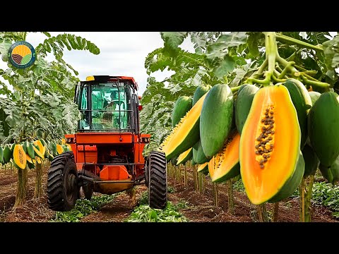 How Brazil Farmers Harvest Thousands Of Tons Of Papaya - Papaya Harvesting | Farming Documentary