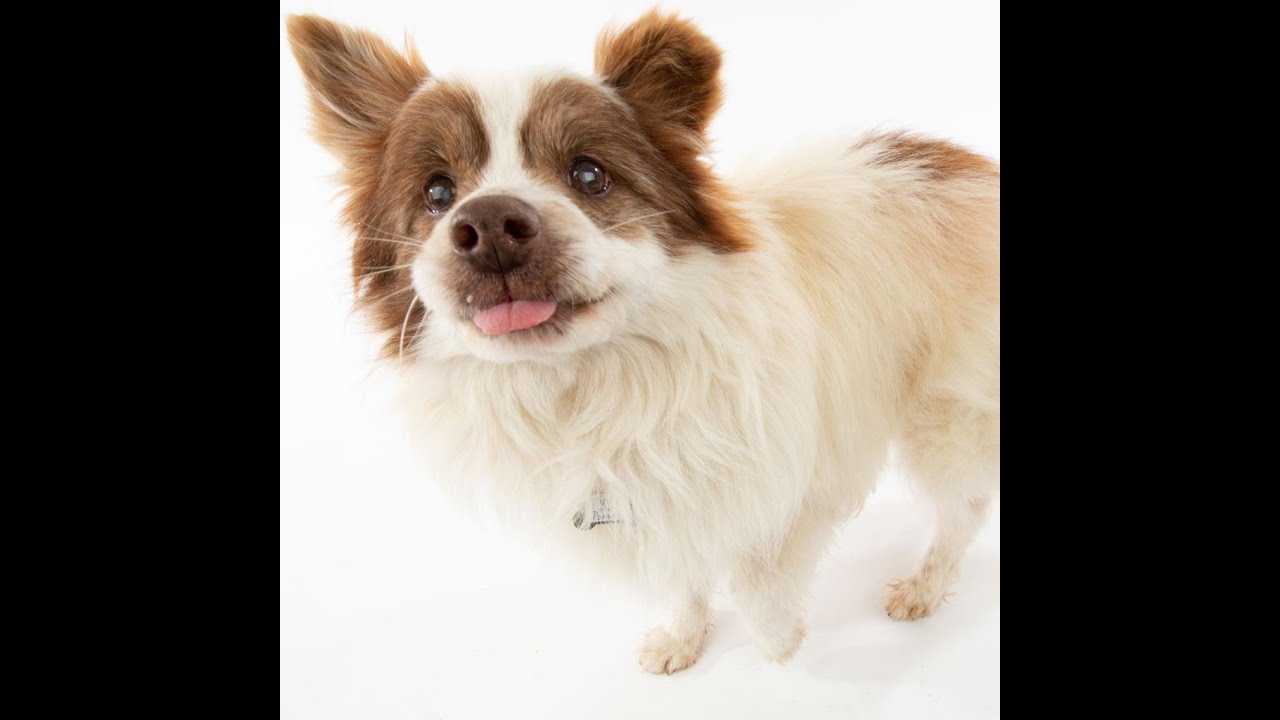 Tommy the Pommy, a Pomeranian at Muttville Senior Dog Rescue-adopted!