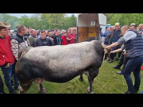 Sampion BiH Jelenko, Vlasinje 08.05.2022