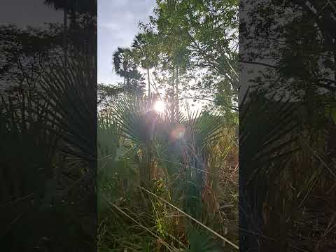 #musica #mil #ceará #natureza#viral #sol #shortsvideos ##aracoiaba #top #youtube #milhões #k #m #top