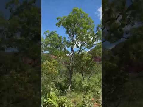 Barreiras do Piauí | Parque Nacional das Nascentes do Rio Parnaíba