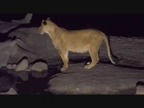 Djuma Game Reserve : Lone Lioness at the pan for a drink 12:42 AM Sept 13, 2016