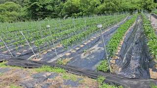 2024년 품종 선발 60종 시험포 재배모습(1) #고추농사#고추재배#친환경고추#유기농고추#건고추
