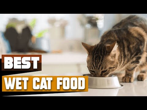 Best Wet Cat Food In 2021 - Top 10 Wet Cat Foods Review