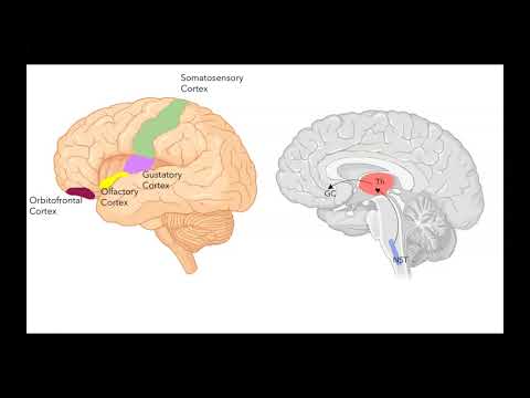 Central Taste Pathways