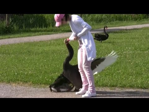 Schwan-Attacken (Part14) Schloss Ringenberg - angry swan attacks