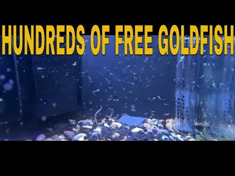 How To Breed Goldfish.