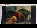 Snuffy Stomping And Saying NO