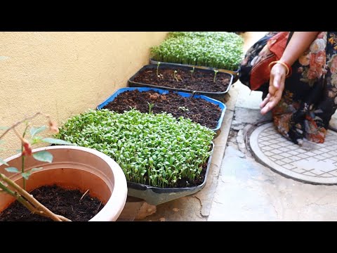 Surya Prabhavati Garden #promo Promo