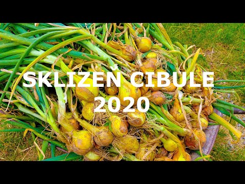 , title : 'Sklizeň cibule 2020'