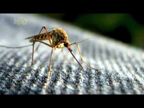 Scientists Can Wipe Out Deadly Mosquitoes with Common Bacteria