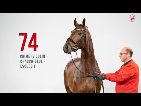 Westfälische Hauptkörung 2022 Reitpferde: Kat.Nr. 74 Crime is Colin  -  Chacco-Blue  -  Escudo I
