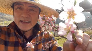일찍핀 복숭아꽃 적뢰 적화하는 방법