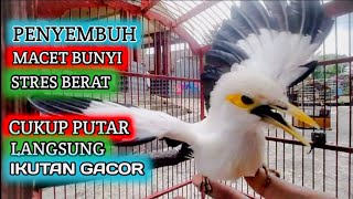 Download lagu pancingan suara jalak putih GACOR emosi poll ampuh untuk PENYEMBUH macet bunyi dan stres mp3 Download lagu pancingan suara jalak putih GACOR emosi poll ampuh untuk PENYEMBUH macet bunyi dan stres mp3