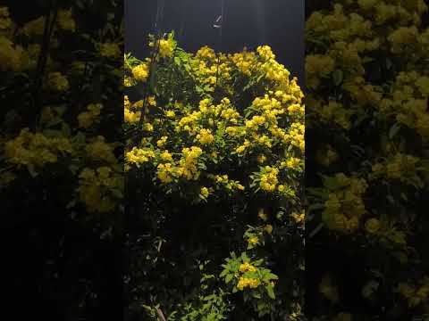 #floweridentification#like #share #subscribe #comment #support #500subscribers #newseries