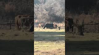 Another perfect morning for the animals #farming #farmlife #cow #shorts