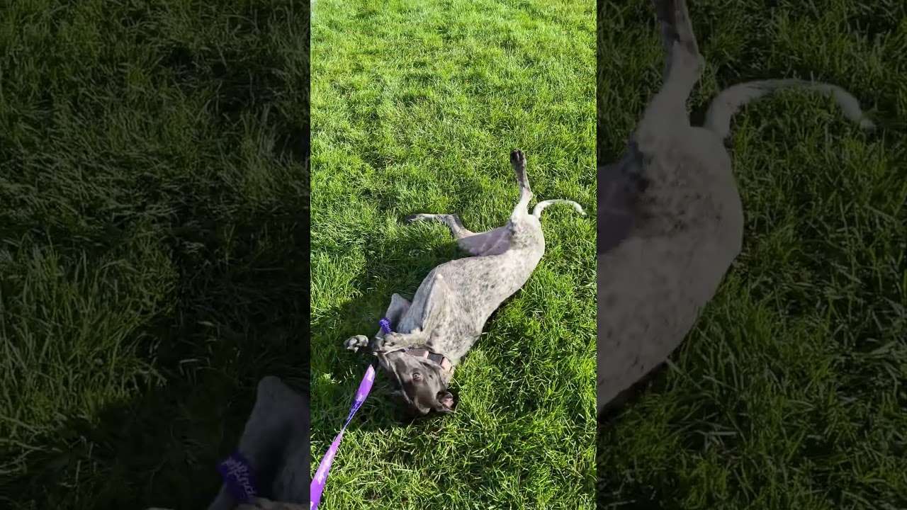 Enlarge Nikki, a Adopted mixed breed in Fort Collins, CO video 4/6