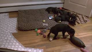 Video preview image #4 Doberman Pinscher Puppy For Sale in MARSHFIELD, MA, USA