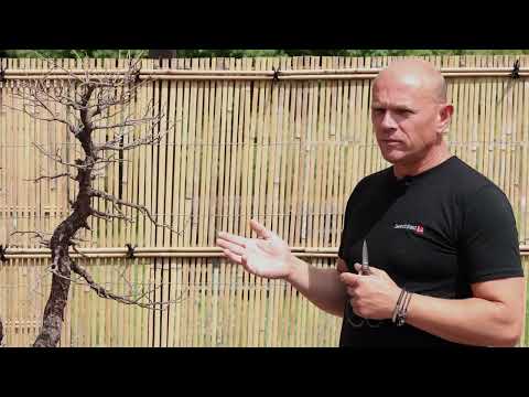 The Bonsai Show S1 Episode 5 - The Swiss Dragon Project tree and Wiring Pine Bonsai