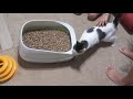 White Tabby Cat Exploring New Place