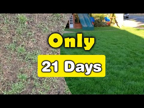 , title : 'Fix Your Thin Lawn In ONLY 3-Weeks'