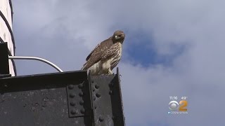 Hawk Attacks Dog On UWS