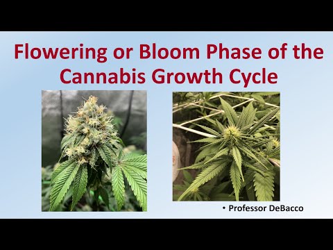 Flowering or Bloom Phase of the Cannabis Growth Cycle