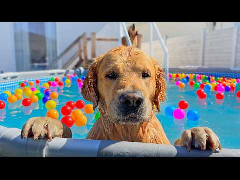 Surprising My Dogs with A Pool Full of Balls for Their Last Swim!