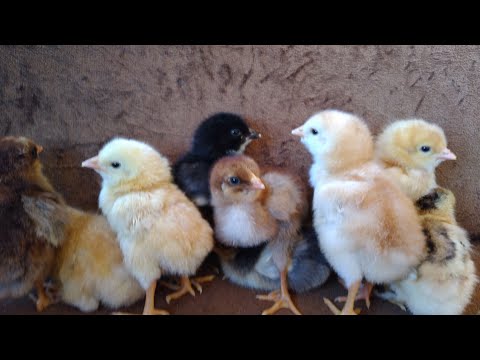 , title : 'صوت الكتاكيت وجمالها(هالصيصان شو حلوين ) The sound of chicks and their beauty'