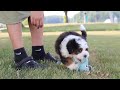 Mini Bernedoodle dogs for sale: Hailey - Video 1